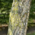 Ginkgo biloba - 1