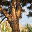 Pinus sylvestris 'Watereri' - 6