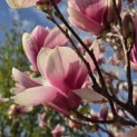 Magnolia 'Soulangeana' - Foto 1