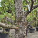 Pyrus c. 'Conference' - 4