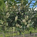 Prunus laurocerasus 'Caucasica' - Foto 3