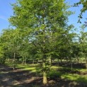 Fagus sylvatica - 1