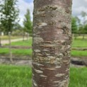 Prunus 'Sunset Boulevard' - Foto 2