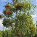 Sorbus 'Dodong' - 4