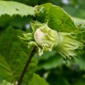 Corylus Avellana 'Aurea' - impressie hazelnoot zomer