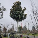 Magnolia grandiflora 'Galissonnière' - stamhoogte 200 cm.  hoogte circa 350+ cm. februari 2026