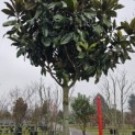Magnolia grandiflora 'Galissonnière' - stamhoogte 200 cm.  hoogte circa 350+ cm. februari 2026