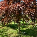 Fagus sylvatica 'Atropunicea'