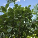 Sorbus 'Wardii' - Foto 2