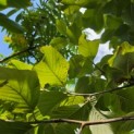 Sorbus 'Wardii' - Foto 1