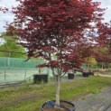 Acer palmatum 'Trompenburg' - Foto 4