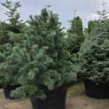 Pinus parviflora 'Schoon's Bonsai' - 2