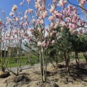 Magnolia 'Soulangeana' - Foto 1