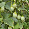 Styrax japonicus - 4