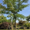 Albizia julibrissin - 1