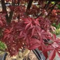 Acer palmatum 'Skeeter's Broom' - 2