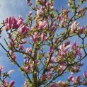 Magnolia 'Ricki' - 3
