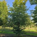 Fagus sylvatica - Foto 1
