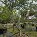 Betula utilis 'Doorenbos' - 1