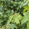 Liquidambar styraciflua - 1