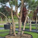 Pinus sylvestris - 6