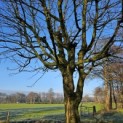 Acer campestre - Foto 4