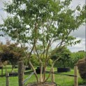 Heptacodium miconioides - Foto 3