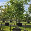 Parrotia persica - Foto 1