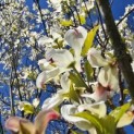 Cornus Florida 'Rainbow' - 1
