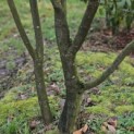 Amelanchier lamarckii - 1