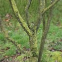 Amelanchier lamarckii - 2