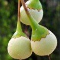 Styrax japonicus - 1