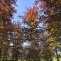 Fagus sylvatica 'Atropunicea' - 2