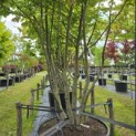 Parrotia persica - 3