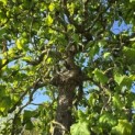 Corylus avellana 'Contorta' - 1