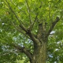 Pterocarya Stenoptera - 1