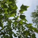 Acer Rufinerve - 1