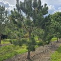 Pinus nigra 'Nigra' - 2