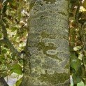 Fagus sylvatica 'Atropunicea' - 4