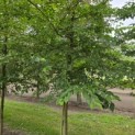 Styrax japonicus - 3
