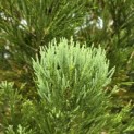 Sequoiadendron giganteum - 1