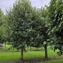 Tilia x europaea 'Pallida' - 2 stuks Koningslinde naast elkaar.  rechts EB 340.