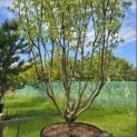 Cornus kousa 'Milky Way' - Foto 1