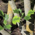 Liriodendron tulipifera 'Aureomarginatum' - 5
