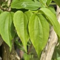 Heptacodium miconioides - Foto 1