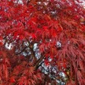 Acer palmatum 'Garnet' - 1