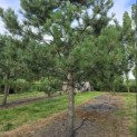Pinus nigra 'Nigra' - Foto 2