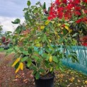 Magnolia 'Sargentiana' - najaar 2025