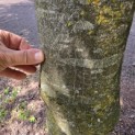 Fagus sylvatica 'Atropunicea' - Foto 3