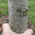 Cercidiphyllum japonicum - 2
